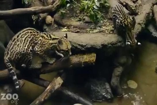 Ocelot apprend à pêcher