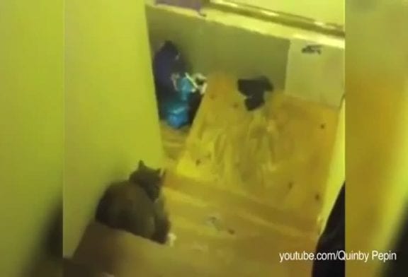 Compilation de chats bloquant des chiens