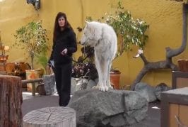 Hurlement d’un loup blanc de l’arctique
