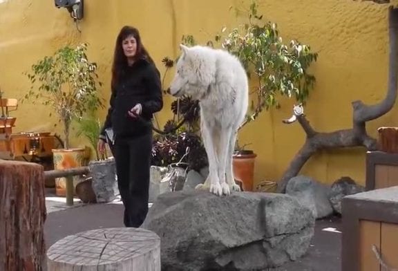 Hurlement d’un loup blanc de l’arctique