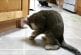 Chaton aveugle trouve de l’herbe à chat our la 1ère fois