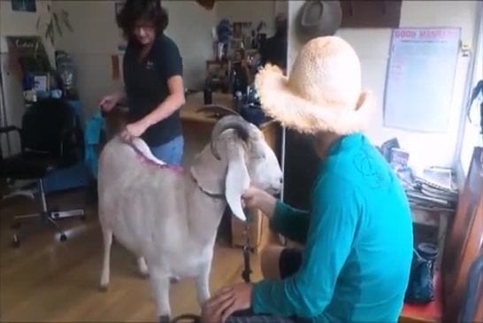 Gary la chèvre se fait teindre ses cheveux