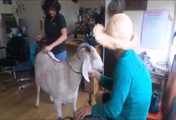 Gary la chèvre se fait teindre ses cheveux