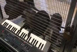 Loutres jouent du clavier