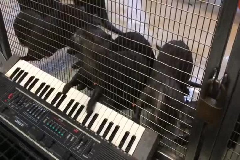 Loutres jouent du clavier
