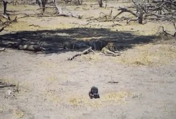 Voiture télécommandée avec caméra rencontre un groupe de lions