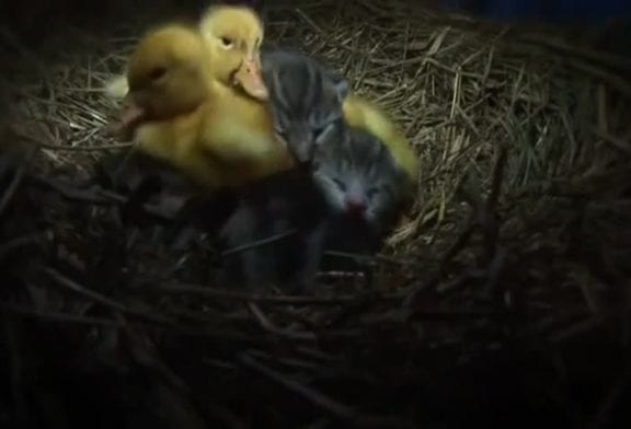 Chat étonnant nourrissant des canetons