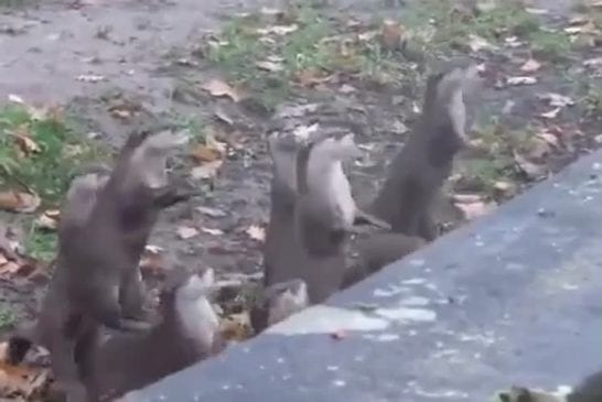 Spectacle de loutres dans un zoo