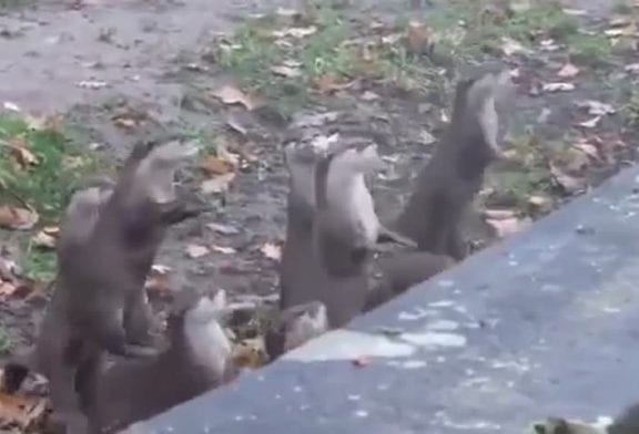 Spectacle de loutres dans un zoo