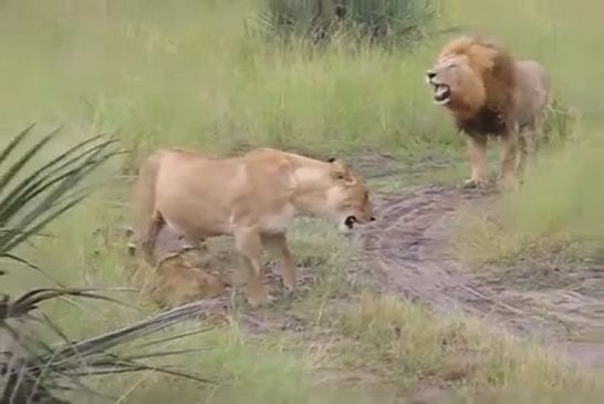 Lionceaux essaient d’imiter le rugissement de leur père