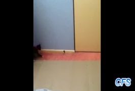 Compilation de chatons contre des arrêts de porte