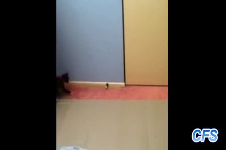 Compilation de chatons contre des arrêts de porte