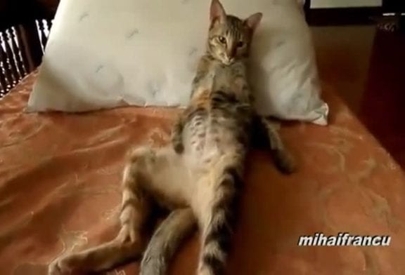 Compilation de chats agissant comme des hommes