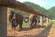 Eléphants jouent avec des pneus