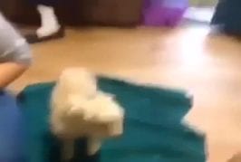 Cette chèvre donne tout ce qu’elle peut