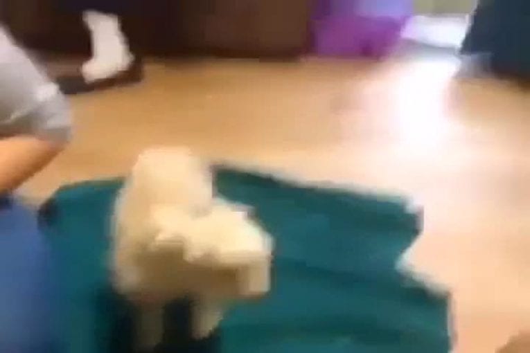 Cette chèvre donne tout ce qu’elle peut