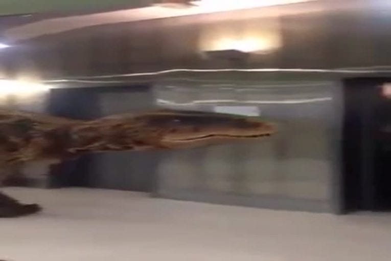 Velociraptor se ballade dans un bureau