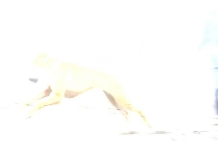 Ce chien prend du bon temps à la plage