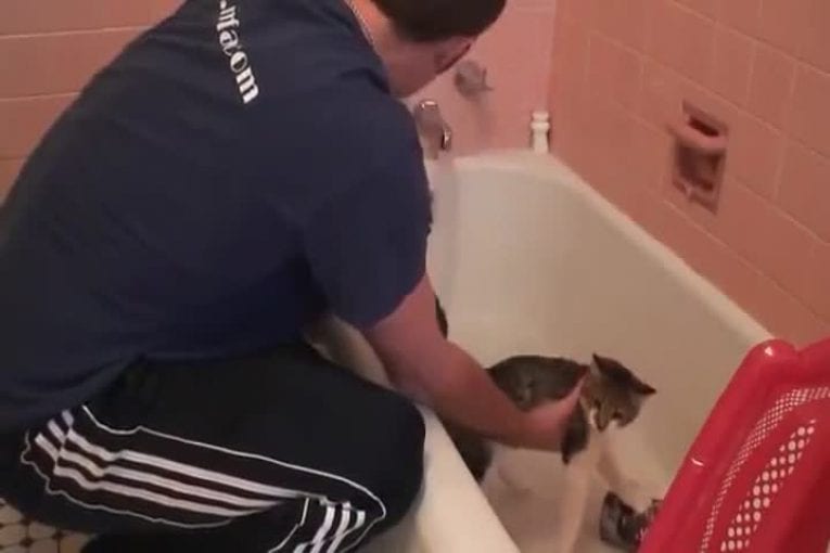 Bain de chat Fail