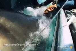 Ce grand requin blanc a mangé un très gros truc