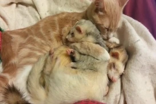 Adorable chat donne un bain aux furets