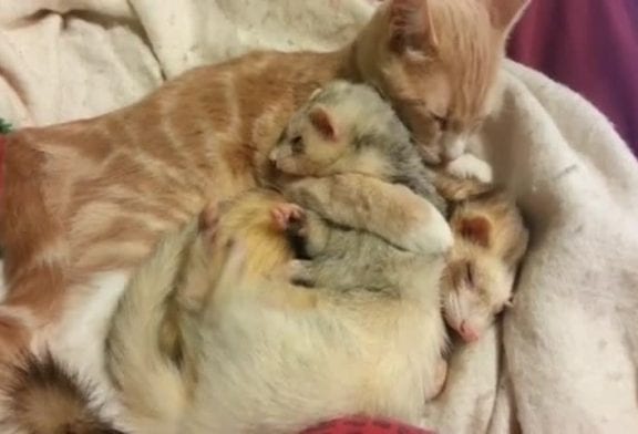 Adorable chat donne un bain aux furets