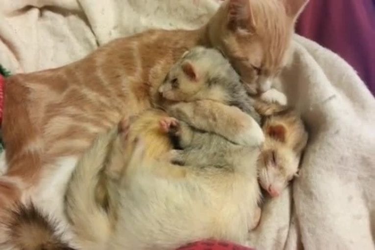 Adorable chat donne un bain aux furets