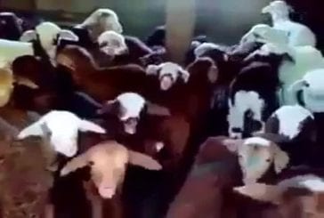 Groupe de moutons répond à l’unission