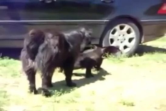 Chien policier intervient dans un combat de chats