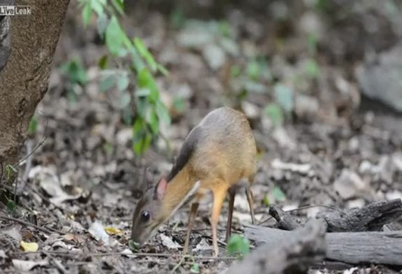 Le cerf de la souris