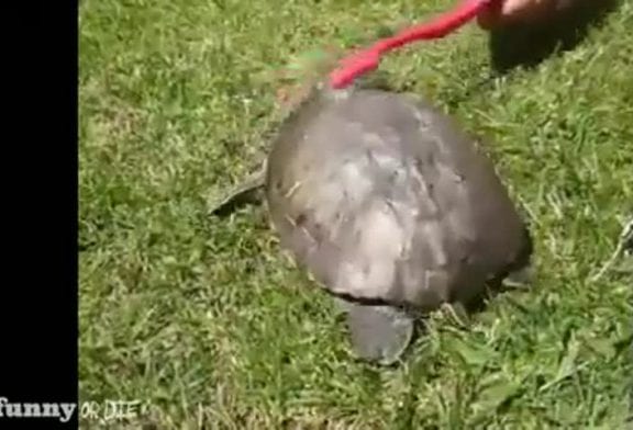 Tortue danse de 