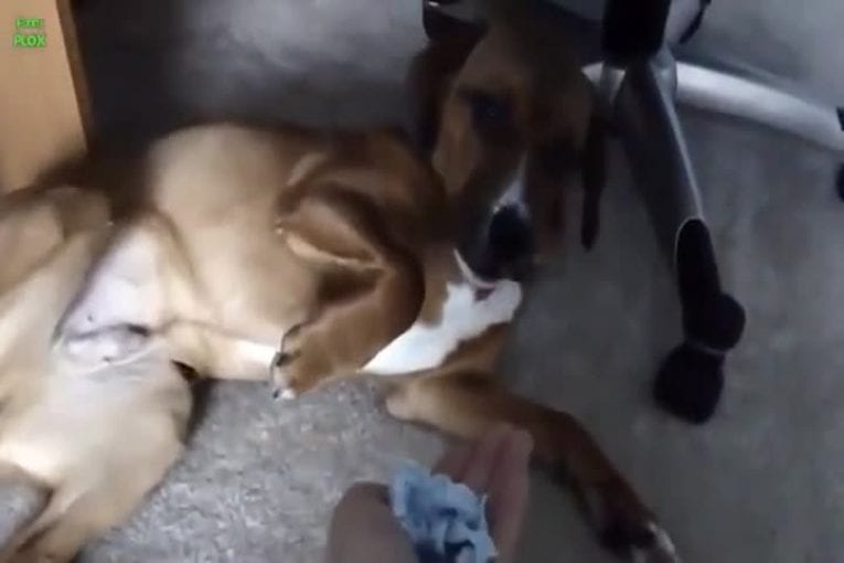 Compilation de chiens coupables
