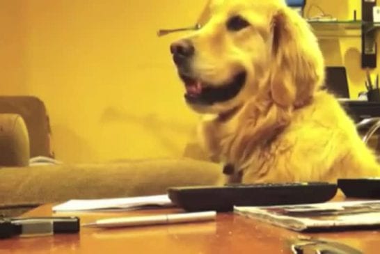 Mignon Golden Retriever aime écouter de la guitare