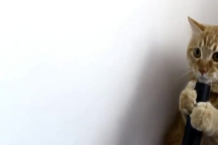 Chat qui n’a pas peur du vide