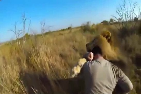 Lion câlin