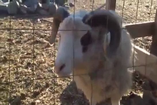 Mouton devrait utiliser une pastille pour la gorge