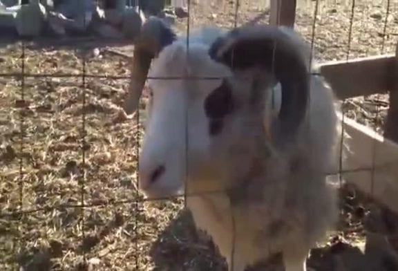 Mouton devrait utiliser une pastille pour la gorge