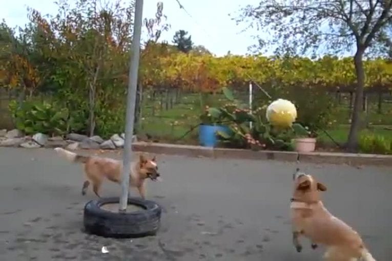 Chiens cativés par un ballon sur un poteau
