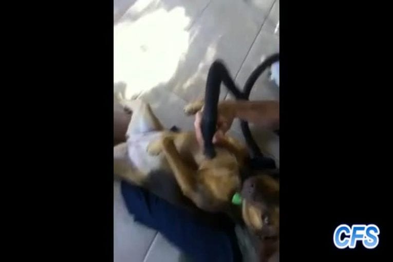 Compilation de chiens qui prennent du plaisir avec un aspirateur