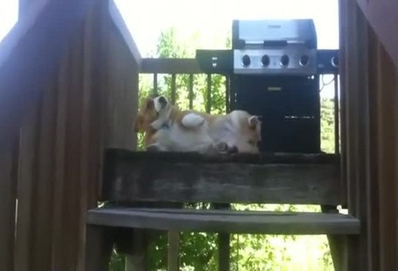 Chien corgi coupable