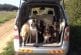 Comment faire monter 5 chiens dans une voiture