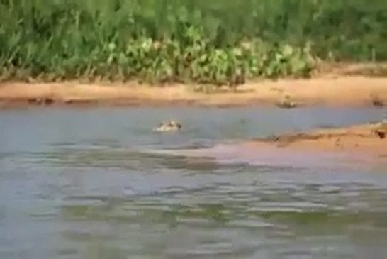 Jaguar attaque un crocodile