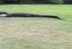 Crocodiles sur un terrain de golf en Floride