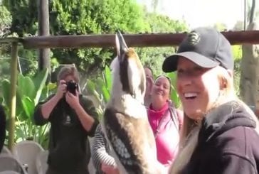 Crikey de Kookaburra rit avec le public d'un zoo