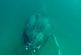 Une baleine défonce la caméra des plongeurs