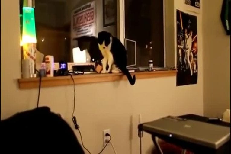 Des chats vraiment pas sympas