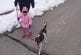 Petite fille ’marche’ son chien