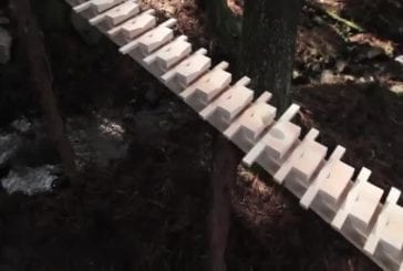 Bach joué sur marimbas dans une forêt ancienne