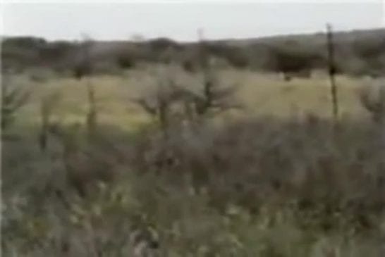 Lions attaquent un chasseur lors d'un safari