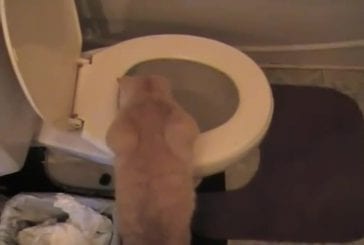 Chat surpris par la cuvette des toilettes